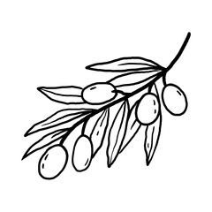 Olive branch with leaves and fruits in line art style. Hand drawn vector illustration for packaging, branding, culinary, botanical designs.