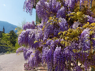 Bl&uuml;ten des Blauregen (Wisteria) in Nahaufnahme