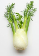 Vibrant fresh raw fennel bulb with delicate fronds and stalks isolated cleanly on a pure white background for commercial use, white background, raw, studio shot
