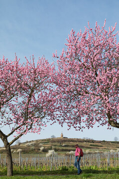 Man walking under pink almond trees in blossom along German Wine Route in spring