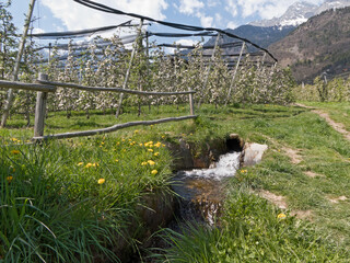 ein kleiner Bach flie&szlig;t durch eine Obstplantage in Italien