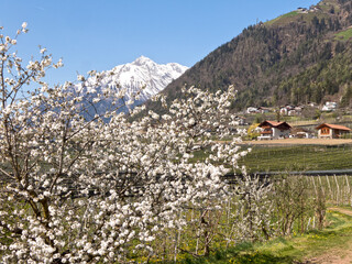 bl&uuml;hende Obstb&auml;ume vor schneebedeckten Berggipfeln in Italien