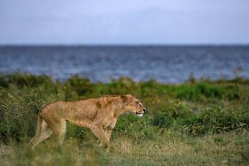 Lioness in hunting mode in African nature