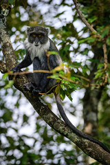 Blue monkey in tree in Africa