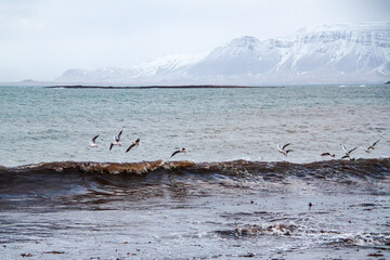 Winterliche Atlantikküste mit schneebedeckten Bergen, Island, Reykjavík , 1. Februar 2018