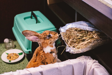 A curious harlequin rabbit stands up, reaching for fresh hay from a plastic bag under a shelf, with...