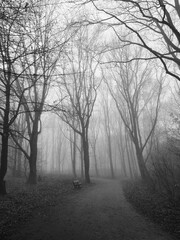 Fog in the park
