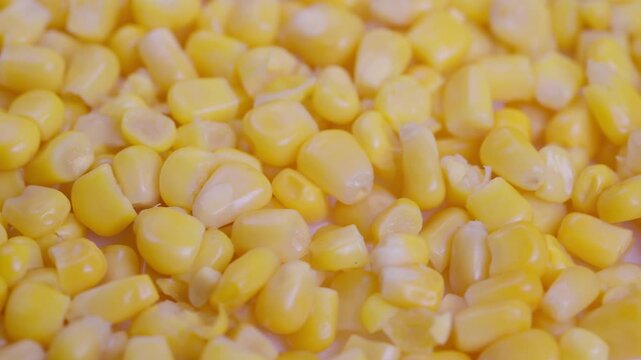 Vibrant corn imagery, Shining kernels under soft lighting, Fresh sweet corn filling entire frame, Glistening canned corn kernels illuminated by gentle studio lighting
