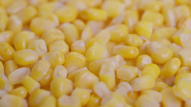 Corn shines brightly, Bright yellow kernels with moist shiny surface, Detailed view of glistening yellow corn kernels highlighting texture and plumpness for culinary display