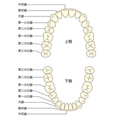 歯の名称　歯列