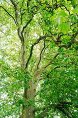 Golden Sunbeams Streaming Through Lush Green Tree Branches, Magical Sun Flare in Summer Forest in Natural Light