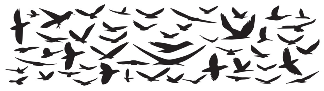 large collection of hand drawn flying birds silhouette set