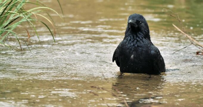 Closeup of crow taking a bath