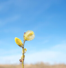 Blooming willow branch with yellow fluffy willow-buds catkins close up, blue sky nature background. Awakening nature in early spring season. symbol of Palm Sunday. Holly willow (Salix caprea)