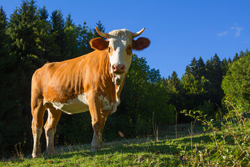 milker cow at alpine meadow, bavarian alps
