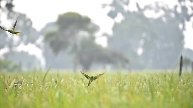 Moments of parrots 