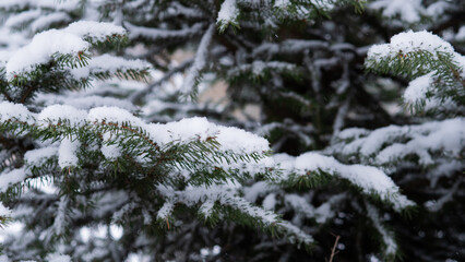 Dense Layers Of SnowCovered Pine Creating Tactile Winter Texture, Broad CloseRange Composition With Repeating Patterns, Muted Palette And Atmospheric Cold Mood For Editorial Layouts