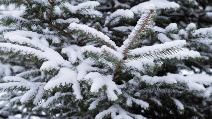 Winter Scene With Icy Needles, Fresh Frosty Pine Branch With Delicate Snow Deposit Clarity, Crisp Winter Scene Showcasing Detailed Needle Structure And Icy Snow On Evergreen Branches