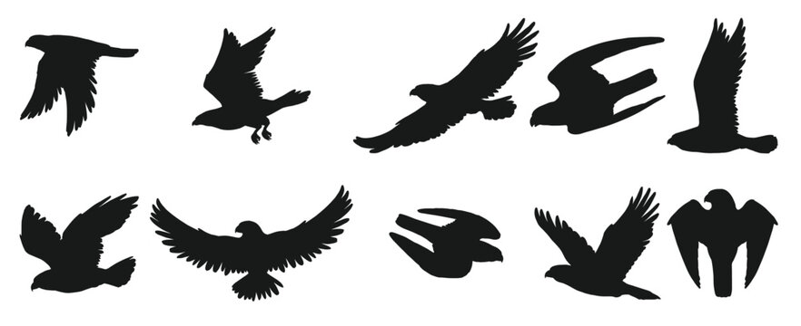 Eagles and hawks black silhouettes vector birds