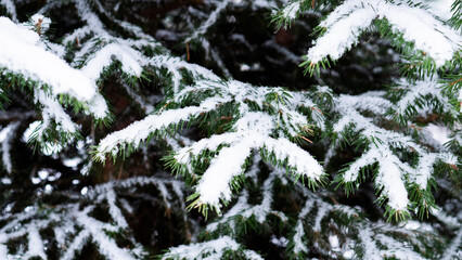 Festive Pine Needles Evoke Cheer, White Contrasted Pine Evokes Joyful Festive Holiday Atmosphere, Snowdusted Pine Needles Bring Cheerful Seasonal Touch To Holiday Crafting And Marketing