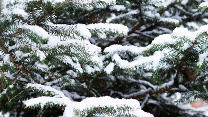 Macro Image Showing Snow Accumulation On Pine Needles With Shadow Play, Highresolution Photograph Capturing Snow And Organic Patterns On Pine Boughs For Creative Design Purposes