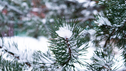 Snowy Pine Closeup, Serene Winter Landscape Featuring Snowcovered Pine Tips And Delicate Frost, Calm Winter Morning Focusing On Pine Needle Clusters With Soft Highlights And Snow Textures
