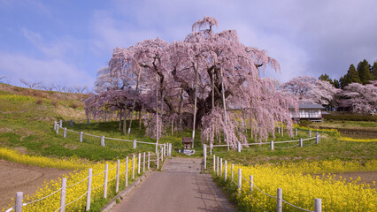 三春町　満開の滝桜