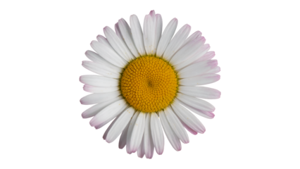 A beautiful white daisy flower with a yellow center on a black background