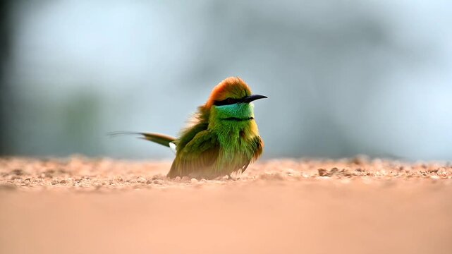 Green Bee Eater 