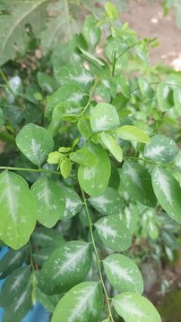 A close-up of lush, vibrant green leaves with a unique silvery-white pattern along the center, glistening with moisture