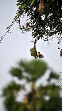 Moment of baya weavers 