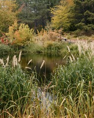 Serene pond in autumn forest