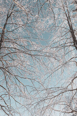 Fairytale Nordic winter. Scandinavian landscape. White and blue. Snow-covered branches. Winter wonderland. Rime ice. Frozen leafless trees. Cold weather. View from below of snowy trees.