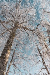 Fairytale Nordic winter. Scandinavian landscape. White and blue. Snow-covered branches. Winter wonderland. Rime ice. Frozen leafless trees. Cold weather. View from below of snowy trees.
