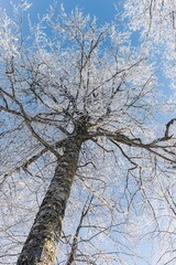 Fairytale Nordic winter. Scandinavian landscape. White and blue. Snow-covered branches. Winter wonderland. Rime ice. Frozen leafless trees. Cold weather. View from below of snowy trees.
