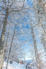 People walking through a winter forest in the snowy Ukrainian Carpathians. Snow-covered trees. Frosty sunny day. Active recreation. 