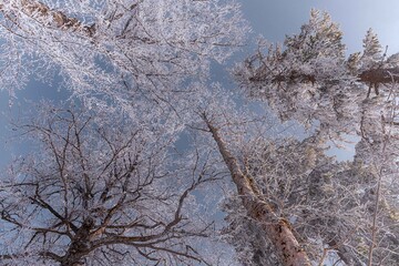 Fairytale Nordic winter. Scandinavian landscape. White and blue. Snow-covered branches. Winter wonderland. Rime ice. Frozen leafless trees. Cold weather. View from below of snowy trees.