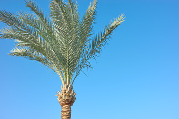 Palm tree against blue sky, summer background.