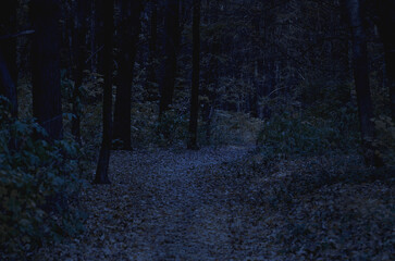 dark path through a mysterious forest at night