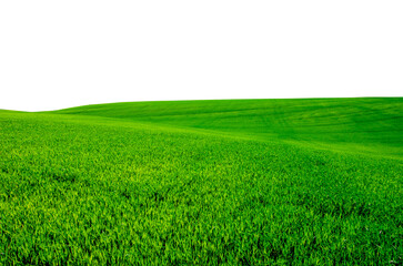 green grass field isolated on white background