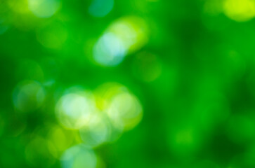 Green bokeh background from nature forest out of focus