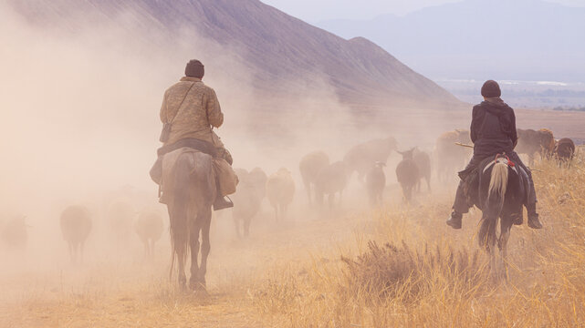 Herd of sheep walking across the highland steppe near Son-Kul Lake, Kyrgyzstan. Symbol of freedom and nomadic spirit in Central Asia