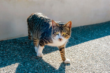 Tabby cat walking on sunlit pavement outdoors and looking directly at camera
