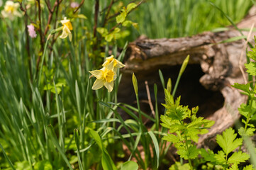 Fototapeta premium Daffodils blooming in wild garden corner near fallen tree trunk. Spring daffodils growing freely in garden under natural light natural background.