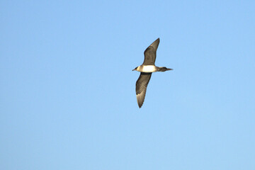 Clear-phase parasitic Jaeger flying over the glaciers of southern Iceland on a clear afternoon in mid-July