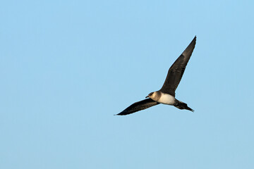 Fototapeta premium Clear-phase parasitic Jaeger flying over the glaciers of southern Iceland on a clear afternoon in mid-July