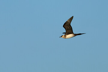 Obraz premium Clear-phase parasitic Jaeger flying over the glaciers of southern Iceland on a clear afternoon in mid-July