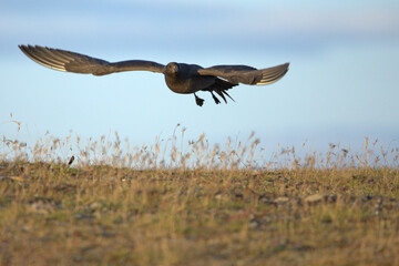 Dark-phase parasitic Jaeger on the glaciers of Iceland's Curs on a clear mid-July afternoon