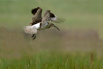 Whimbrel flying in the pastures of northern Iceland on a cloudy day in mid-July © Jesus