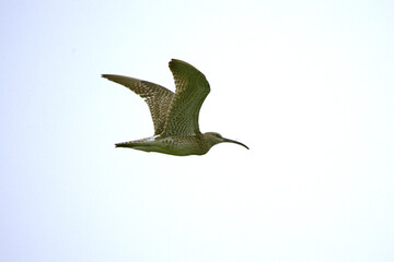 Whimbrel flying in the pastures of northern Iceland on a cloudy day in mid-July © Jesus